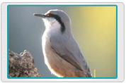 Western Rock Nuthatch