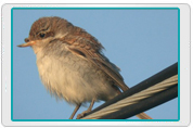 Red Backed Shrike