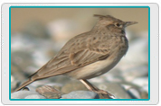 Crested Lark