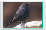 Blue Rock Thrush